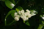 Climbing hydrangea